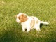 Chiots Cavaliers King Charles LOF a donner