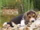 chiot Beagle LOF a donner