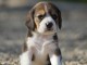 chiot Beagle LOF a donner