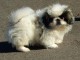 chiot pekinois lof a donner