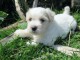 Chiot coton de tulear LOF a donner