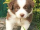 chiots Border collie lof a donner