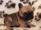 Chiot bouledogue français femelle fauve