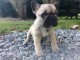 Chiot bouledogue français femelle fauve