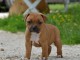 Chiots Staffordshire Bull Terrier LOF a donner