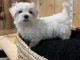 Adorable Bichon Maltais a donner