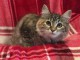 chaton Siberien âgé de 3 mois