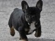 chiot bouledogue francais trois mois