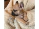 chiot bouledogue francais trois mois