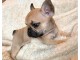 chiot bouledogue francais trois mois