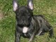 chiot bouledogue francais trois mois