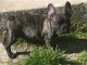 chiot bouledogue francais trois mois