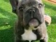 chiot bouledogue francais trois mois