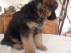 Chiots Berger Allemand Poil Long