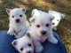 Chiots Westie Adorable