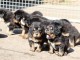 Chiots Dogue du Tibet