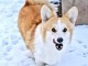 Corgi gallois de Pembroke