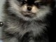 Spitz de Poméranie chiots à vendre