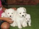 Chiots Coton de Tulear