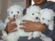 Chiots Coton de Tulear