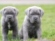 Chiots Cane Corso A Donner