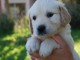 Chiot golden retriever trois mois