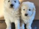 Très beaux chiots Berger Blanc Suisse disponibles