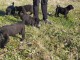 Chiots Cane Corso A Donner