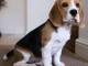 Chiots Beagles disponibles 