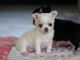 A donner chiot de type chihuahua femelle