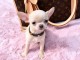 A donner chiot de type chihuahua femelle