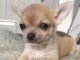 chiot chihuahua femelle propre obéissante