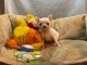 chiot chihuahua femelle propre obéissante