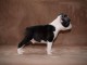 Boston Terrier chiots