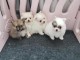 Chiots Spitz Nain Pomeranien