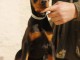 DOBERMAN chiots à vendre