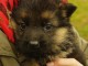 Adoption mon Chiot Berger allemand femelle