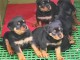 Magnifiques chiots Rottweiler 