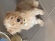 Bichon Havanais - Recherche nouvelle Famille 