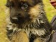 Adoption de mon Chiot Berger allemand femelle