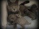 Chatons Chartreux Age de 3 mois