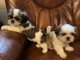 Adorables chiots Shih Tzu 