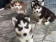 Chiots d’apparence Husky Sibérien