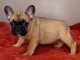 Chiot Bouledogue Français lof a donner