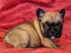 Chiot Bouledogue Français lof a donner