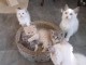 Magnifiques chatons sacrer de Birmanie