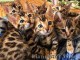 Superbes chatons  Bengal disponibles