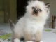 Magnifiques chatons sacrer de Birmanie