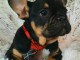 Bulldog français à vendre