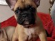 Chiot Bouledogue Français lof a donner